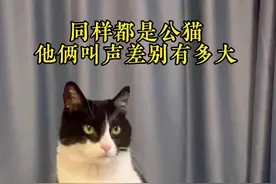 猫的叫声差别有多大#猫咪 #萌宠 #猫叫声