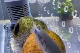 #迷你鹦鹉鱼   加热棒空隙活了一个多月 终于跟爸爸妈妈在一起了