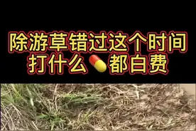除游草最好是种水稻前提前半个月亩用高效氟吡甲禾灵80-90ml，水稻种下去后打任何药剂都难除尽#种田#除草视频封面