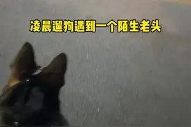 德牧的护主心有多强？真的是满满的安全感#德牧 #大型犬的安全感 #日常遛狗视频封面