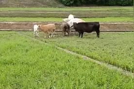 #放牛的生活 #黄牛吃草视频大全视频封面