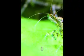 黑壳虾抱卵后多久能孵化出小虾？#养鱼日记 #观赏鱼 #水族视频封面