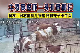 牛犊受惊吓一头扎进栅栏，网友:问君能有几多愁，恰似笼子卡牛头 #动物界社死现场 #越狱成功 #牛成精了 视频封面