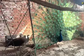 我家的孔雀下蛋啦#人工孵化 #孔雀 #孵蛋