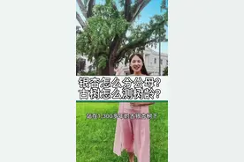 银杏从叶子上怎么分公母雌雄？树龄是怎么检测的？#临沂 春江明月门口的千年银杏树你知道吗？视频封面