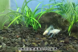 鱼缸清洁工怎么选 #观赏鱼 #水族 #养鱼日记 #养鱼 #养鱼人视频封面