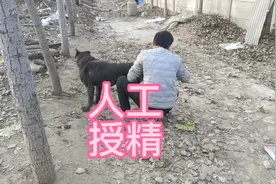 新母发情第一次有发情瘤老四选择人工授精看老四如何操作视频封面