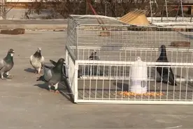 捕鸽神器天落笼只进不出鸽子笼自动野外抓鸽子笼户外捕鸽子笼视频封面