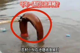 千年一遇的，红色大黄鳝？#神奇动物在抖音 #动物世界 #动物成精视频封面