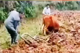 你们有赞美#牛 的诗句吗？#牛年 #2021视频封面