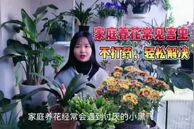 #养花小知识 #室内花卉 #害虫 盆栽长了蚜虫，介壳虫，小黑飞等视频封面