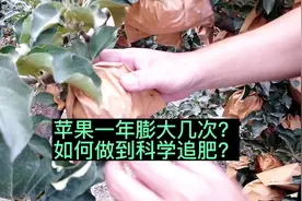 苹果有几次膨大期？每个膨大期该如何科学追肥？#新农人计划2022