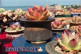 1987礼帽花器搭配东云系绝美#1987多肉美学 #记录多肉生活视频封面