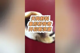 传奇的天狗籽料，为什么可以从1.3万涨到1260万？#和田玉#和田玉籽料#天价 视频封面