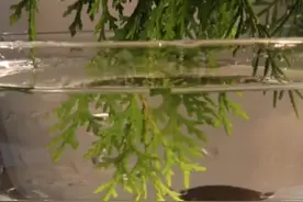 摘点柏叶，又能做一款熏香，宋代流传至今。#香道文化 #创作灵感 #茶 #立秋 #传统文化 @DOU+小助手 