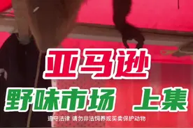 #保护野生动物 #亚马逊雨林 #南美洲  保护野生动物人人有责视频封面