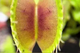 食虫植物捕蝇草吃昆虫的原理#食虫植物 #捕蝇草