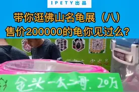 带你逛佛山名龟展（八）售价20万的龟你见过吗？#龟 #爬宠 #金头闭壳龟 #水族 #动物 #宠物 #猎奇