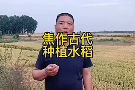 超级水稻解决了吃饭问题，焦作古代也是种植水稻地区