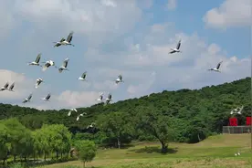 棋盘山沈阳动物园丹顶鹤放飞，每天下午14:00 #丹顶鹤