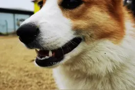狗狗乱叫扰民，被邻居投诉好多次了😭，终于找到了，一招见效的方法😄。#狗狗 #宠物 #训犬师培训