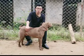 巨型比特犬越养越不对劲，会见人就咬吗，斗犬之王脾气暴躁视频封面