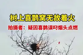 树上喜鹊窝无故着火，拍摄者：疑因喜鹊误叼烟头点燃…