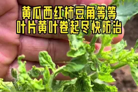 家里种的各种蔬菜叶片出现发黄病变卷叶是BD病、尽快防治不然会传染枯萎慢慢死秧苗#我的小菜园 #种植小技巧 #我爱种菜 #种菜小技巧 #种菜 #爬藤支架 #阳台种菜 #在家种菜 #学种菜
