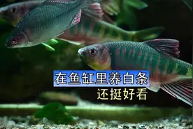 宽鳍鱲和长鳍鱲长得有些相似，但区分还是很容易的