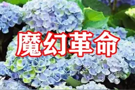 绣球怕晒都知道，但是这款绣球直立性好，再大太阳也不怕，就是怕缺水！@抖音短视频