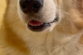 连你亲弟弟的醋都吃？？#柯基#狗狗吃醋 #嘤嘤怪#毛孩子天天都是小长假视频封面