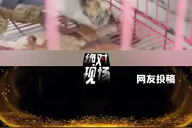 居民家惊现凶狠“猫咪”，民警救助发现竟然是国家二级保护动物#黑龙江创作者联盟 #黑龙江dou知道 视频封面