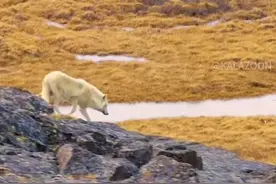 北极狼与驯鹿#神奇动物在抖音 #一起享受大自然的美 视频封面