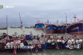 鱿鱼家族中仅在夏季用灯光围捕方式才能获取的“小管”，别说吃..