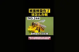被蜜蜂蛰伤了怎么办？#科普 #蜜蜂 