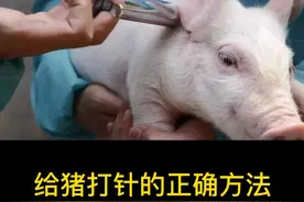 给猪打针正确的操作方法#养猪知识 #养猪经验分享 #养猪人加油干视频封面