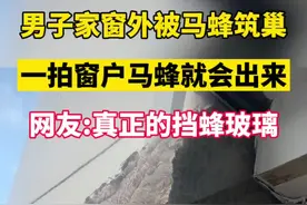  男子家窗外被马蜂筑巢，一拍窗户马蜂就会出来。
网友：真正的挡蜂玻璃。#马蜂窝 
