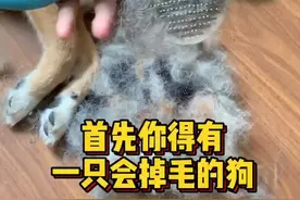 上一个视频大家都问狗头怎么制作的，狗头#教程 来啦～#宠物毛不要丢 做成#宠物毛毡视频封面