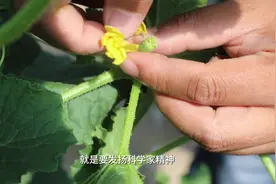 作为一名科研工作者，就要发扬科学家精神，扎根田间地头