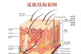 皮肤的结构#皮肤 皮肤主要分三层：表皮层、真皮层、皮下组织层。