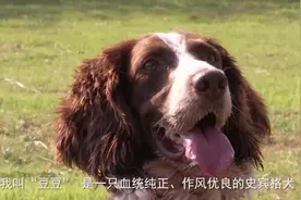 我是警犬“豆豆”，万万没想到，我就这样走上了人生巅峰视频封面