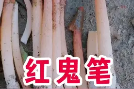 红鬼笔、蛇头菌，是不同的蘑菇，都是肠胃炎毒性#蘑菇 #野生菌 #菌子 #采蘑菇 #野蘑菇 