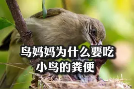 鸟妈妈为什么要吃小鸟粪便？#热门#科普#涨知识#鸟类 @DOU+小助手 