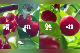 为期一个月，西集大樱桃采摘季开启啦！快快约起来#樱桃🍒视频封面