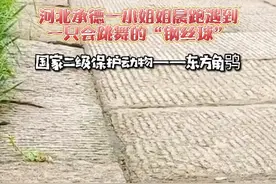 会跳舞的“钢丝球”为国家二级保护动物——东方角鸮，非受伤，勿救助#抖音动物图鉴 #cop15全球短视频征集活动 