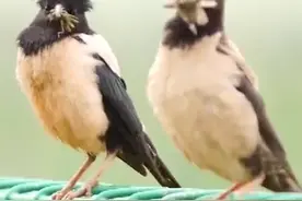 浙江十万"鸭兵"坐飞机去灭蝗！除了农业人辛苦整治也离不开灭蝗小帮手#涨知识