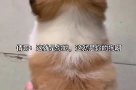 旧狗翻新，大爷都认不得自家狗狗了！这狗到底原来是啥样？洗了是整容了吗？视频封面