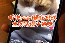 @papi家的大小咪 挑战全网话痨小猫咪，南瓜瓜应战！😎（顺便比一比嗓门大😂）