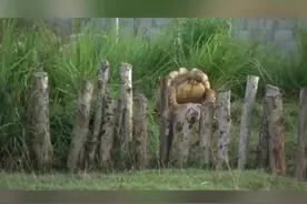 龟也会叫？陆龟的叫声您听过吗？#三农 #龟 #陆龟视频封面