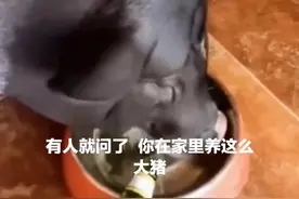 哭笑不得！辽宁女子买超可爱小香猪当宠物，3年后3斤重小猪变300斤“八戒”